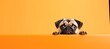 funny pug peeping from behind a vibrant orange block, horizontal wallpaper banner or card  large copy space for text.