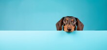 Funny Dachshund Peeping From Behind A Vibrant Blue Block, Horizontal Wallpaper Banner Or Card  Large Copy Space For Text.