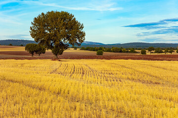 Poster - Picturesque fields after harvest