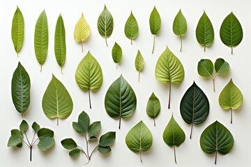 Wall Mural - a visually pleasing abstract background image featuring a collection of gracefully arranged green le