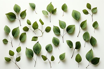 Wall Mural - a refreshing abstract background image featuring young green leaves thoughtfully arranged and laid f