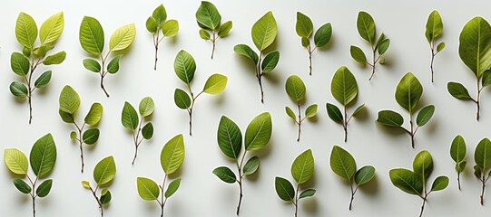 Wall Mural - in a wide-format composition, an abstract background is characterized by delicate baby green leaves 