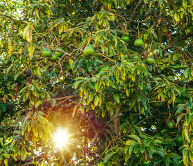 Wall Mural - Ripe avocado fruits on the branches of an avocado tree.