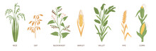 Cartoon Grain Crops. Different Cereal Grasses. Agricultural Plants. Buckwheat And Rice. Ear Of Corn. Oat And Rye Field. Edible Seeds. Barley Harvest. Millet Stem. Garish Vector Set
