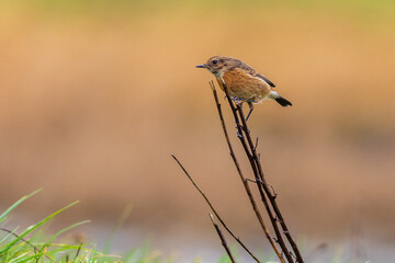 Wall Mural - Stonechat (Saxicola rubicola)