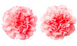 pink carnation flower on a transparent background