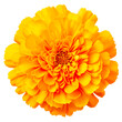 A marigold flower on a transparent background