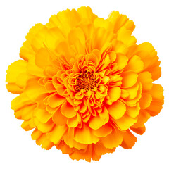 A marigold flower on a transparent background