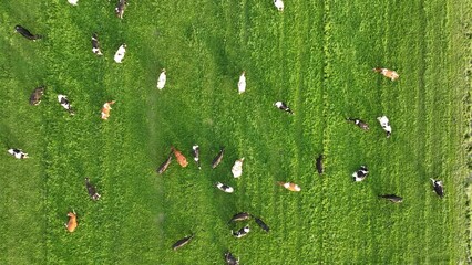 Poster - An aerial view of the farm. Agriculture. Video background. A view of the animals from a drone. View from a drone. Cows grazing in a meadow.
