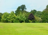 Fototapeta Natura - green grass on a field near a forest with a bench in it