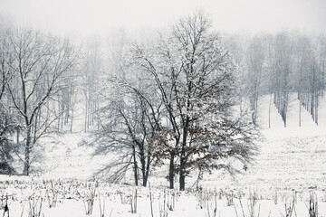 hilly winter landscape - trees covered with snow