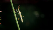 Green Paddy Bug (Leptocorista Acuta) On Grass Or Green Sucking Bug