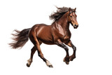 Fototapeta  - Horse in Motion on transparent background