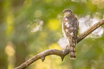 Sticker - Eurasian sparrowhawk on branch looking for prey