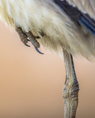 Wall Mural - Leg and toes of Grey heron