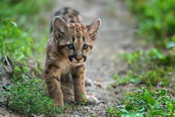 portrait baby cougar, mountain lion or puma