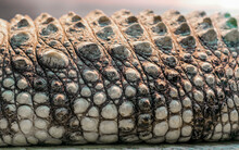 Alligator Crocodile Skin In Detail Close Up