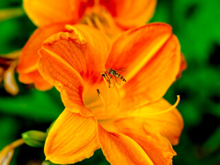 Wall Mural - 
Close-up of a pretty fly looking for food, taken in Germany on a sunny day.