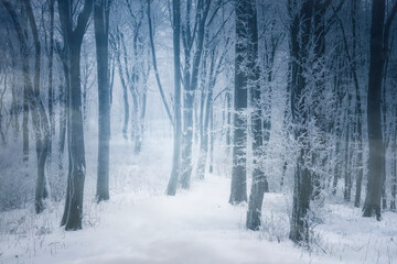 Sticker - cold winter woods, fantasy landscape