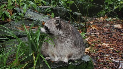 Wall Mural - cute raccoon looking ar you