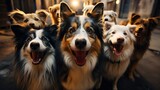 Fototapeta Psy - A group of dogs taking a selfie with a blurred backgrond
