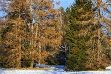 Wall Mural - Autumn park on the eve of winter