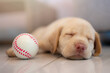 Brown labrador cub sleep with ball