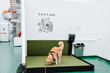 © Johnér - Golden Retriever on artificial grass in cruise ship