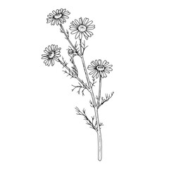 Chamomile Vector outline illustration. Hand drawn graphic clipart of Daisy flower. Bouquet black line art. Officinalis herb linear drawing on isolated background. Medicinal floral tea