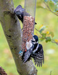 Great spotted woodpecker and a starling squabbling over access to a peanut feeder.