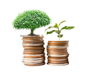 Wall Mural - Tree plumule leaf on save money coins, Business finance saving banking investment concept.