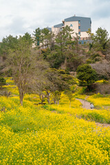 Sticker - Eongdeongmul Valley canola flower field at spring in Jeju island, Korea