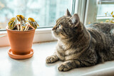 Fototapeta Koty - Cat and houseplant concept photo. Non toxic plants for pets. Pepromia plant in a clay pot and domestic animals. Urban jungle theme. Cat care.