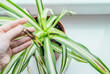 Chlorophytum house plant portrait with brown leaves. Home gardening concept. Brown stains on a leaf of a spider plant. Plant desease and home care. Urban Jungle theme.