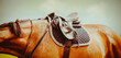 The bay horse is wearing sports equipment - a leather saddle, a saddlecloth, a stirrup and a bridle on a sunny summer day against the sky. Equestrian sports and horse riding.