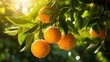 Fresh ripe oranges hanging on a tree