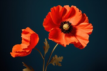  a close up of two red flowers on a dark blue background with a yellow center and a black center in the middle of the flower, and a yellow center in the middle of the middle of the flower.