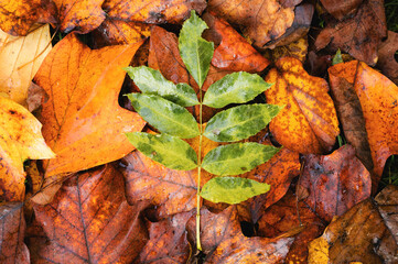 Wall Mural - Vibrantly colored green branch on brown wet leafs on a cold autumn day.