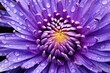  a close up of a purple flower with drops of water on it and the center of the flower with a yellow center surrounded by drops of water on the petals.