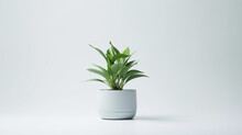 A Plant In A Small White Pot On A White Background