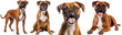 Boxer dog collection, standing, sitting, portrait, lying, isolated on a white background, animal bundle