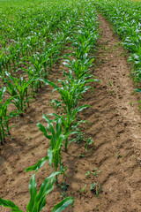 Wall Mural - Young corn plants growing on the field on a sunny day. Selective focus
