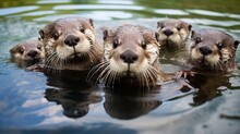 A Family Of Otters Swimming Together In A Clear Stream.