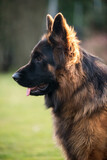 Fototapeta Psy - German Shepherd Dog in profile view on nature blurred background, close-up muzzle portrait of dog