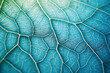 Closeup of a Horseradish leaf featuring a mosaic of cellular veins, providing an abstract, veggie-themed wallpaper with a blue-green tint.