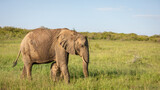 Fototapeta Sawanna - Elephant calf ( Loxodonta Africana) seeking safety at her mother, Mara Naboisho Conservancy, Kenya.