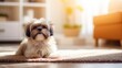 Cute Young Shih Tzu dog sitting on carpet and looking at camera