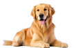 Portrait Cute Golden Retriever Dog with a Gentle Gaze is Sitting Isolated on Transparent Background PNG.