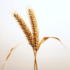 Two ears of wheat on white background 