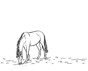Wall Mural - Grazing horse freehand sketch, Hand drawn illustration of horse eating grass, Full-length standing animal